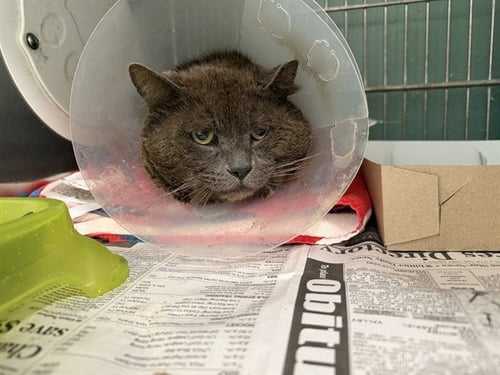 ARGYLE - Domestic Short Hair available for adoption