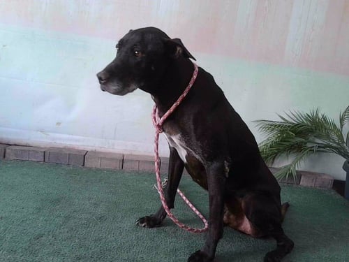 A5790724 - Labrador Retriever available for adoption