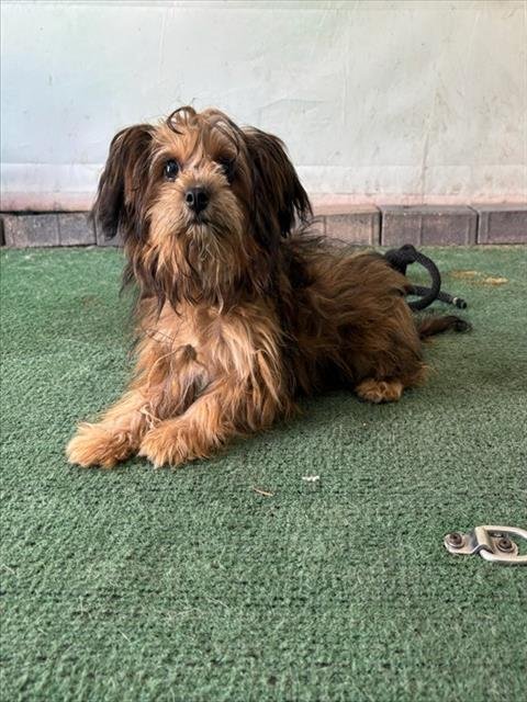 BARBIE - Terrier available for adoption