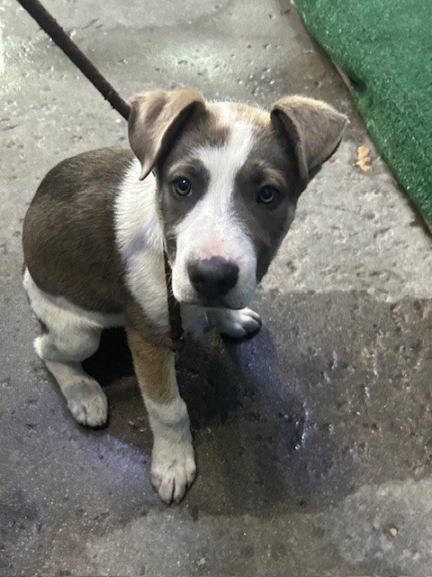 A5766454 - Pit Bull Terrier available for adoption