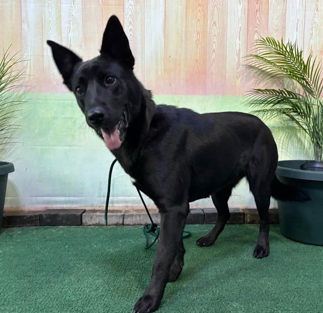 CLAIRE - German Shepherd Dog available for adoption