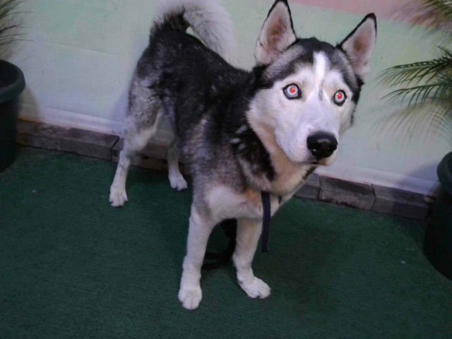 JOHNSON - Siberian Husky available for adoption