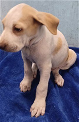 ALMOND - Pit Bull Terrier available for adoption
