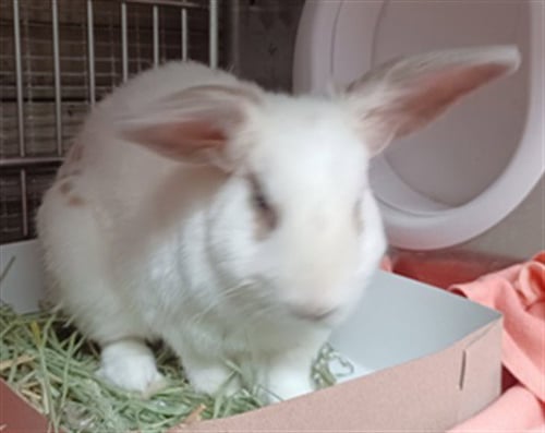 A5806396 - Shorthaired Rabbit available for adoption