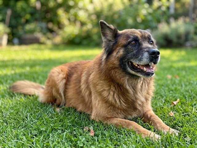 ROSCO Image