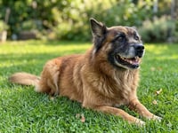 ROSCO - Photo 1