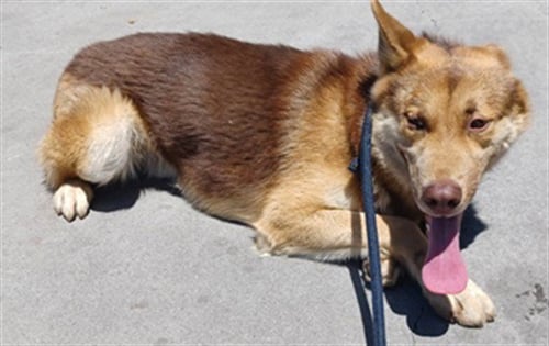 OSO - German Shepherd Dog / Siberian Husky available for adoption