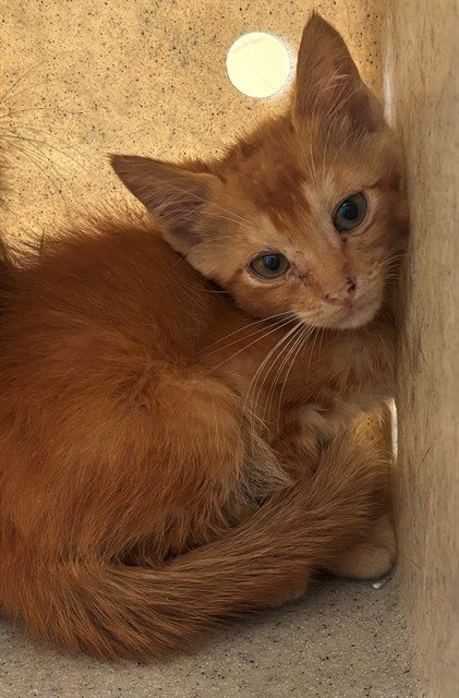 A5797595 - Domestic Medium Hair available for adoption