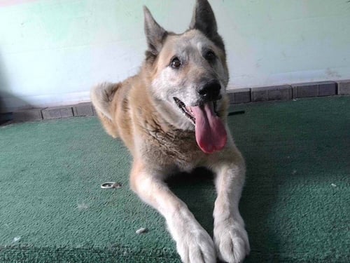 KAI - German Shepherd Dog available for adoption
