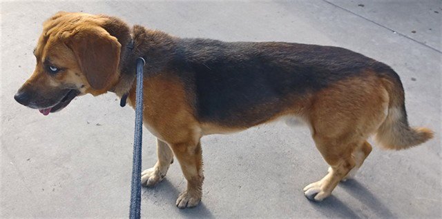 MAX Image