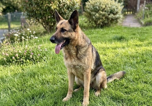 ODIN - German Shepherd Dog available for adoption