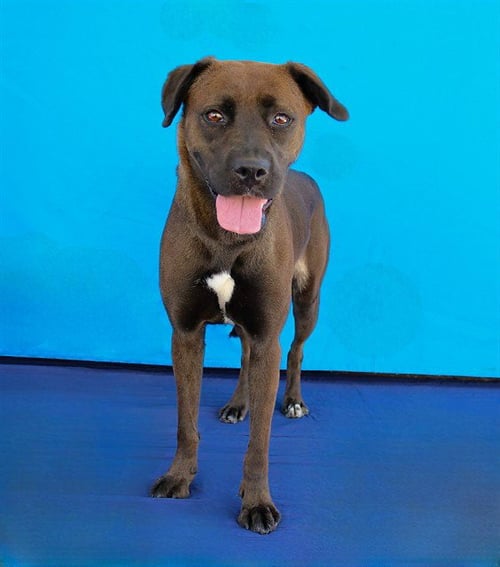 SHADOW - Labrador Retriever available for adoption