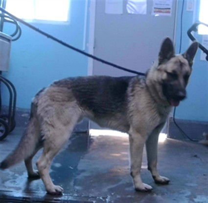 CALVIN - German Shepherd Dog available for adoption