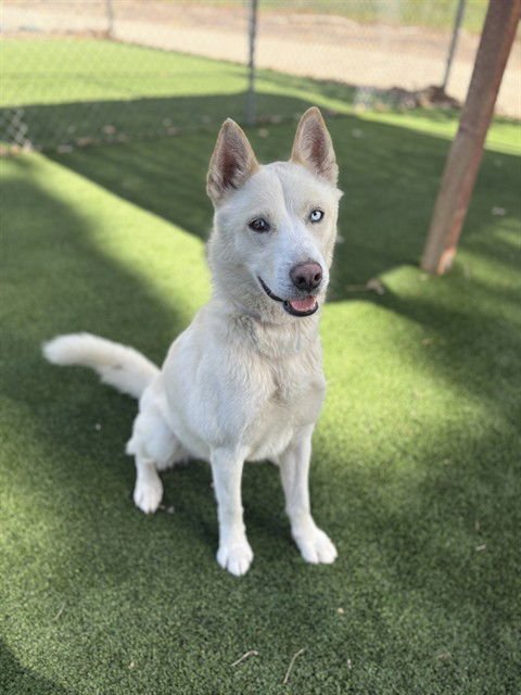 FROSTY - Husky available for adoption