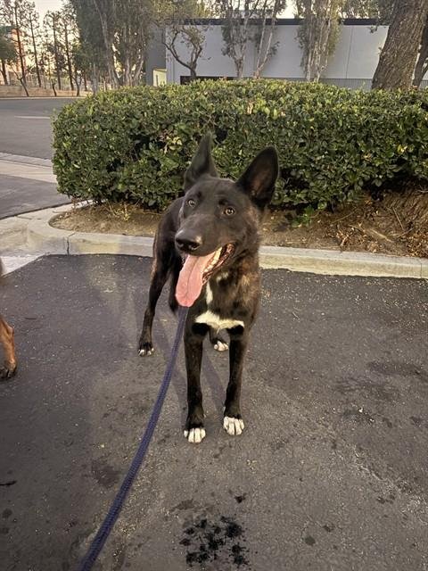 JULY - Dutch Shepherd available for adoption
