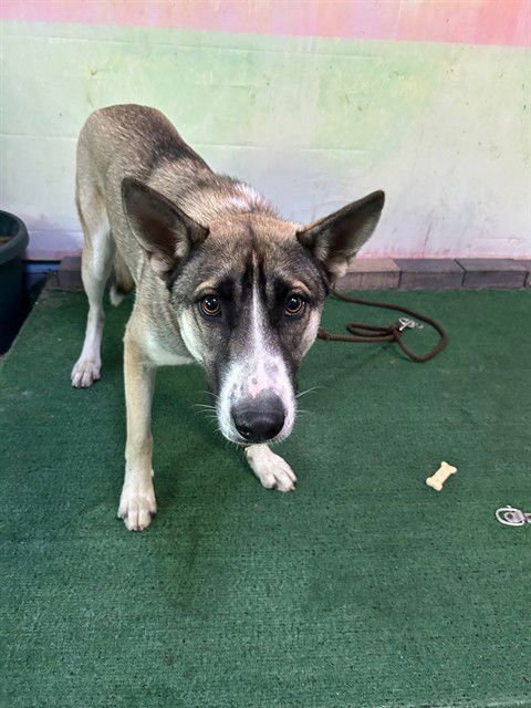 LUNA - German Shepherd Dog / Siberian Husky available for adoption