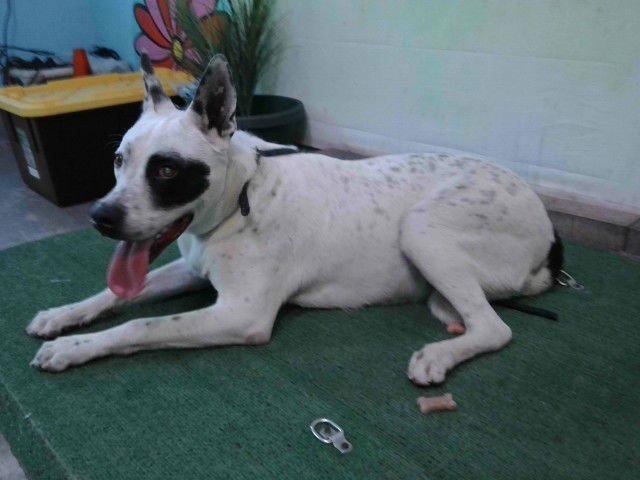 SPOT - Australian Cattle Dog/Blue Heeler available for adoption