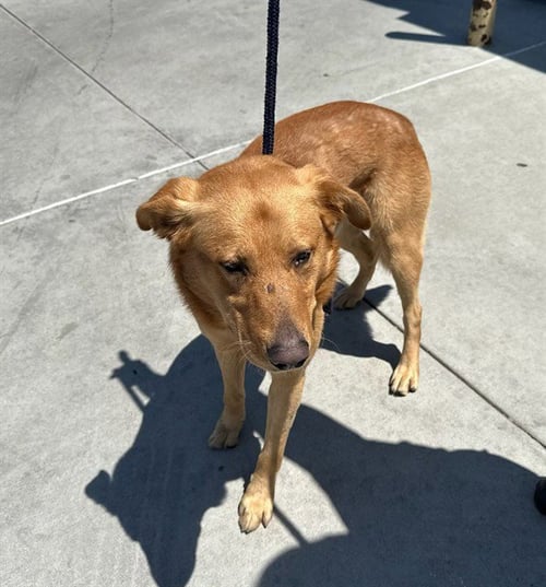 FAT BOY - German Shepherd Dog / Labrador Retriever available for adoption