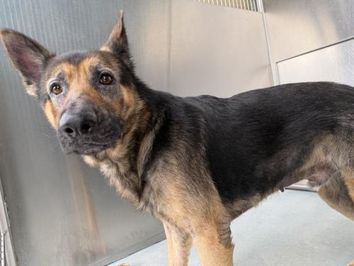 CHICO - German Shepherd Dog available for adoption