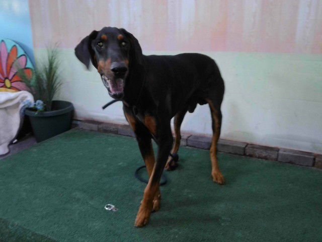 WIATT - Doberman Pinscher available for adoption