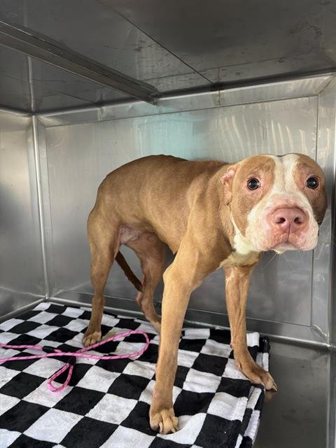 SUGAR - Pit Bull Terrier available for adoption