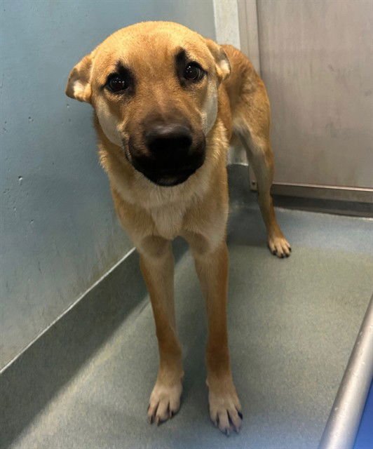 BUMBLE - German Shepherd Dog available for adoption