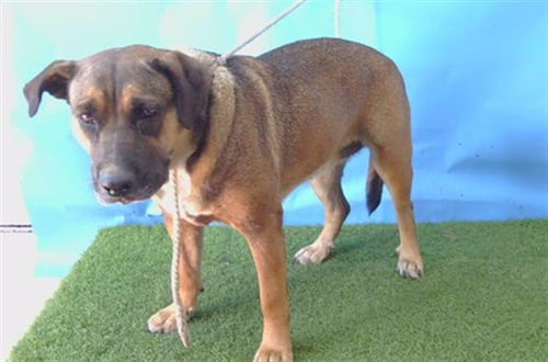 PEARL - German Shepherd Dog available for adoption