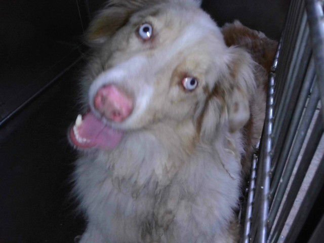 BLUE - Australian Shepherd available for adoption