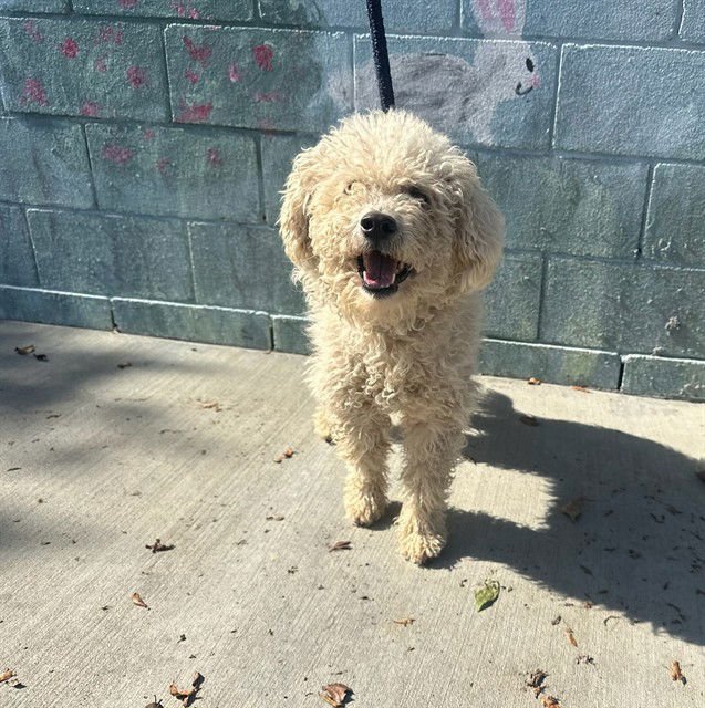 PETER - Poodle (Miniature) available for adoption