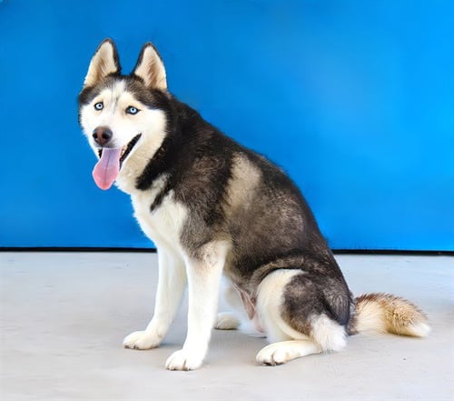 BELLA - Siberian Husky available for adoption