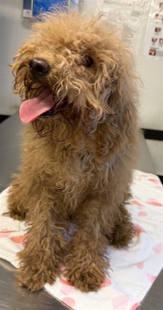 A5801236 - Poodle (Toy) available for adoption