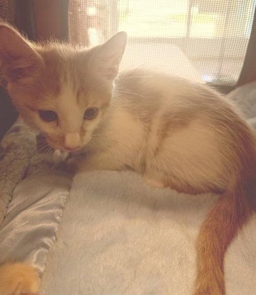 A5798526 - Domestic Short Hair available for adoption