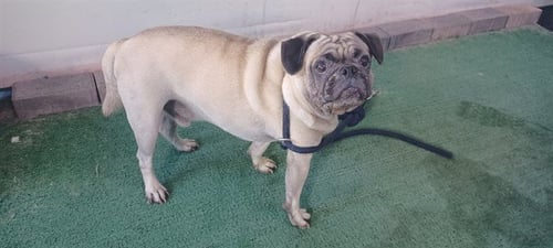 CHOCHO - Pug available for adoption