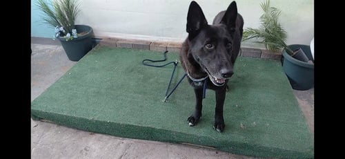 NATE - German Shepherd Dog available for adoption