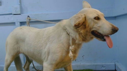 DIAMOND - German Shepherd Dog available for adoption