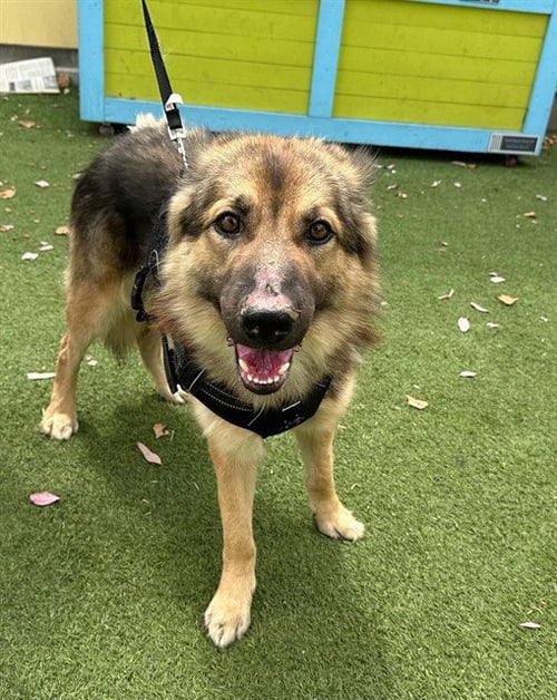 OSO - German Shepherd Dog available for adoption