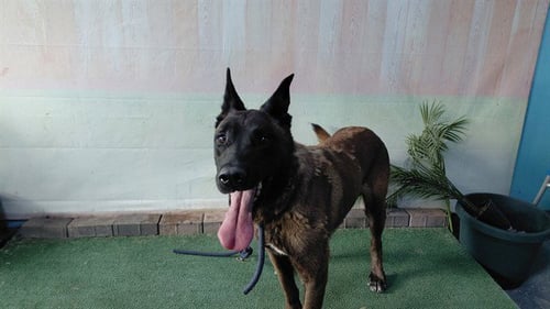 PRINCE ADAM - Belgian Shepherd Malinois available for adoption