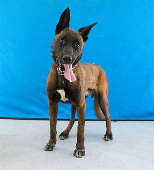 PRINCE ADAM - Belgian Shepherd Malinois available for adoption
