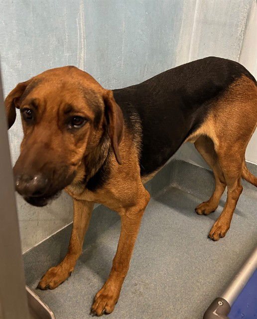 PALMER - Rhodesian Ridgeback available for adoption