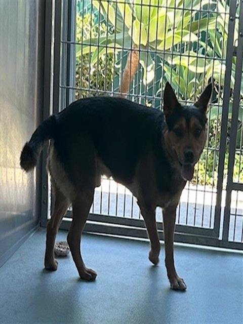 DINGO - German Shepherd Dog available for adoption