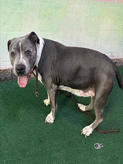 A5766461 - Pit Bull Terrier available for adoption