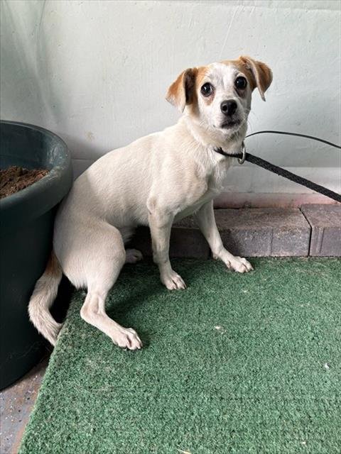 MALIBU - Chihuahua available for adoption