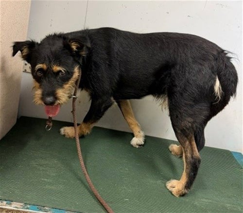 BOZ - Terrier / German Shepherd Dog available for adoption