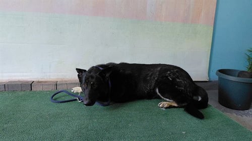 JERRY - German Shepherd Dog available for adoption