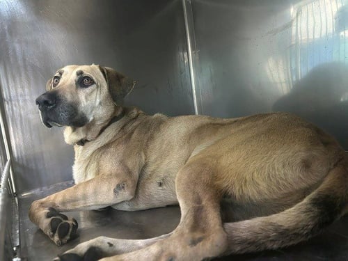 LILY - German Shepherd Dog available for adoption