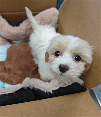 COOKIE - Maltese / Cocker Spaniel available for adoption