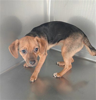 MIMI - Yorkshire Terrier Yorkie / Chihuahua available for adoption