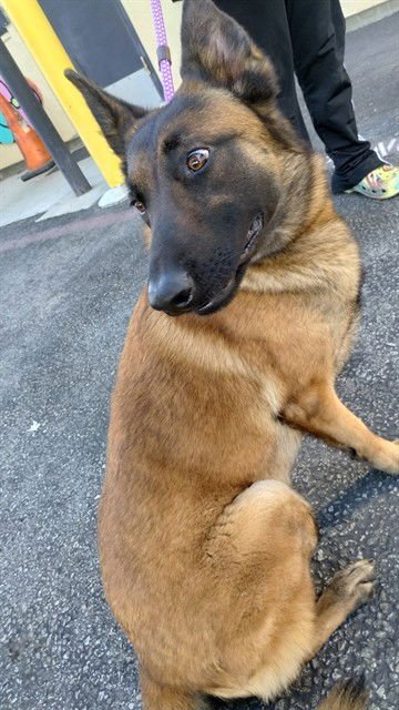 BABY - Belgian Shepherd Malinois available for adoption
