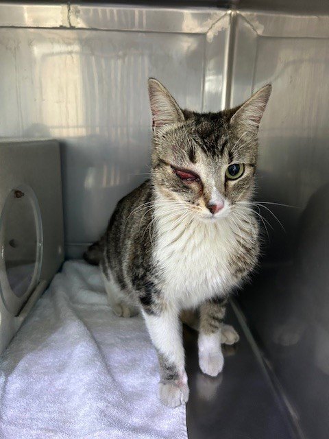 A5768341 - Domestic Short Hair available for adoption