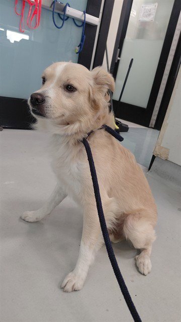 A5807183 - Terrier available for adoption